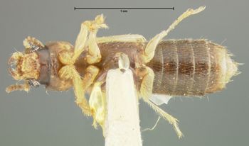 Media type: image;   Entomology 24061 Aspect: habitus ventral view